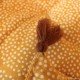 Mustard White Polka Floor Bed Mustard White Polka Floor Bed