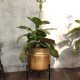 Glass planter with stand - Big