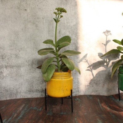 Glass planter with stand - Big