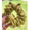 Aurous gold Scrunchie 