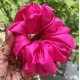 Neon Pink Scrunchie 